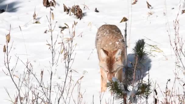 Coiote Nas Montanhas Rochosas Canadenses — Vídeo de Stock