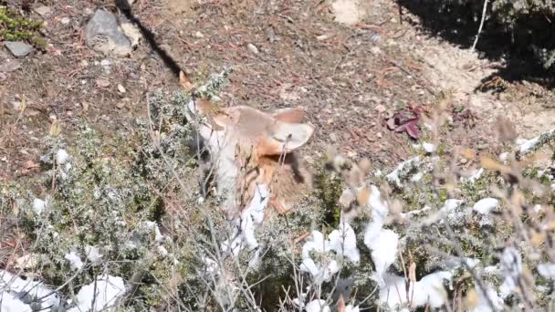 Coyote Las Montañas Rocosas Canadienses — Vídeos de Stock