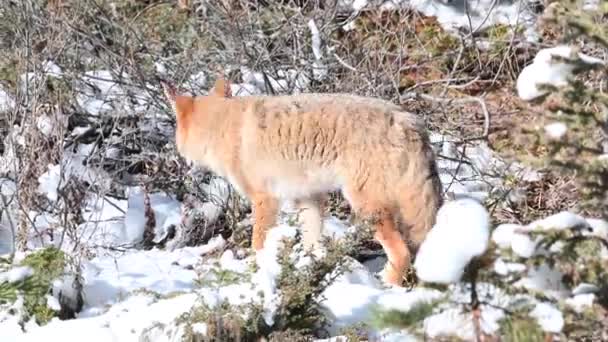 Coiote Nas Montanhas Rochosas Canadenses — Vídeo de Stock