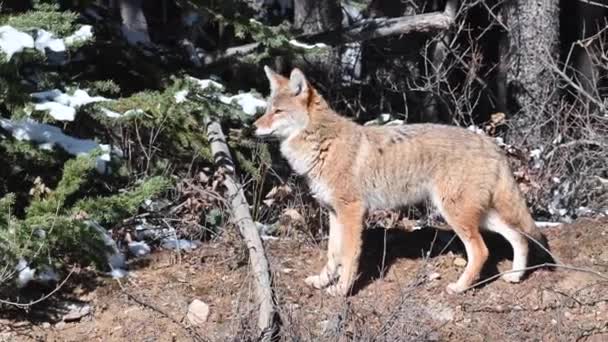 Coyote Canadian Rockies — Stock Video