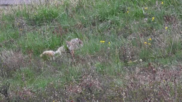 Coyote Dans Les Rocheuses Canadiennes — Video