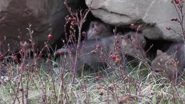 加拿大落基山脉的土狼 — 图库视频影像
