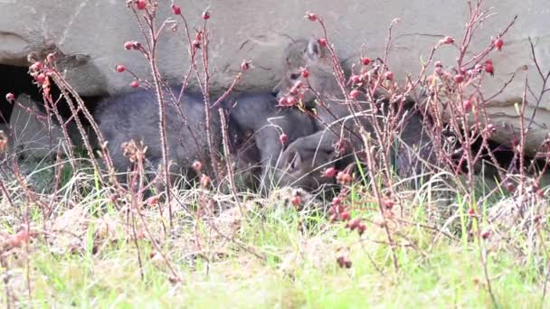 Coyote Dans Les Rocheuses Canadiennes — Video