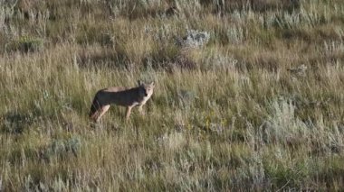 Kanada 'nın vahşi doğasında çakal