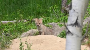 Kanada 'nın vahşi doğasında çakal