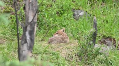 Kanada 'nın vahşi doğasında çakal