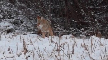 Kanada 'nın vahşi doğasında çakal