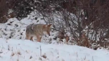 Kanada 'nın vahşi doğasında çakal
