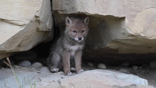 Coyote Nelle Montagne Rocciose Canadesi — Video Stock