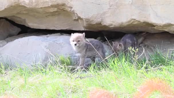 Coyote Las Montañas Rocosas Canadienses — Vídeos de Stock