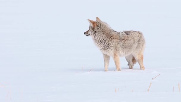 Coyote Canadian Rockies — Stok Video