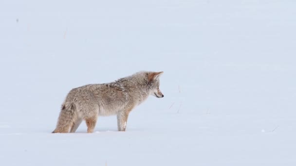 Kojot Kanadských Skalách — Stock video