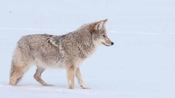 Coyote Nelle Montagne Rocciose Canadesi — Video Stock