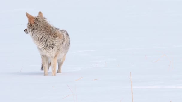 Kojot Kanadských Skalách — Stock video