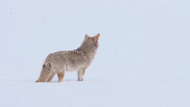 Coyote Canadian Wilderness — Stock Video