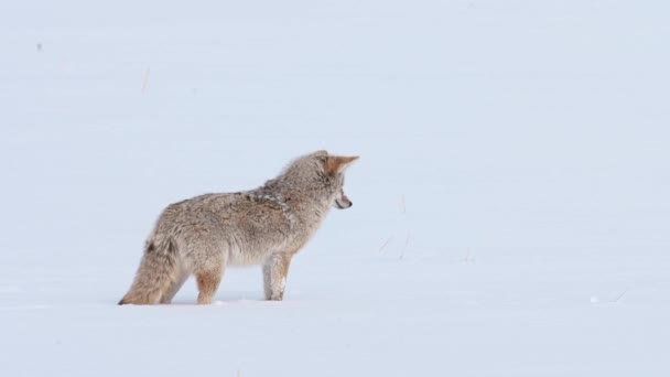 Coyote Desierto Canadiense — Vídeo de stock