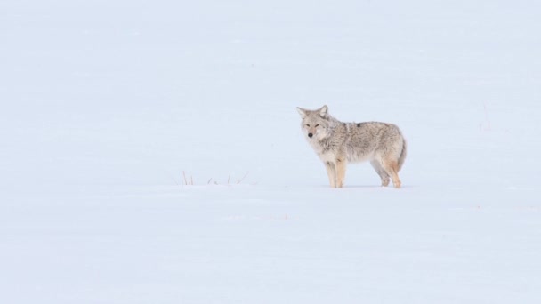 Coyote Nel Deserto Canadese — Video Stock