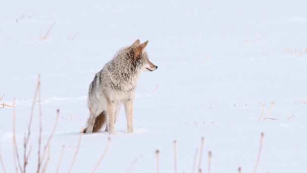 Coyote Nel Deserto Canadese — Video Stock