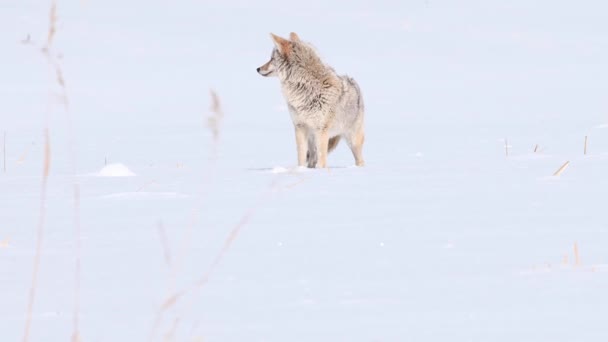 Coyote Nel Deserto Canadese — Video Stock