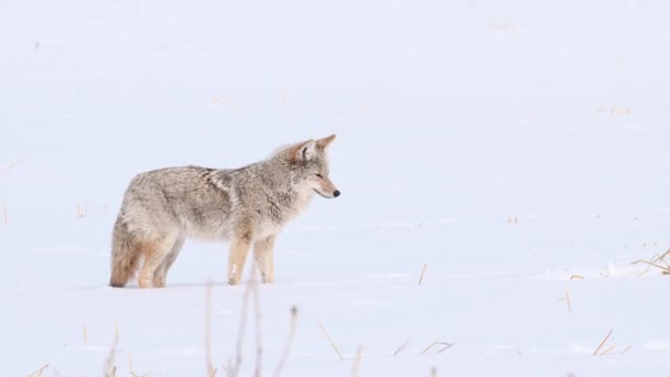 Coyote Padang Gurun Kanada — Stok Video