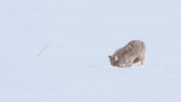 Kojote Der Kanadischen Wildnis — Stockvideo