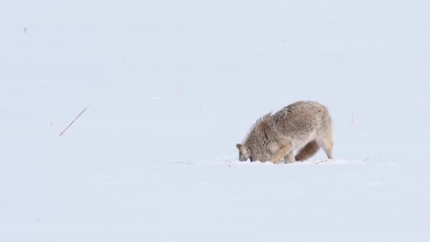 Coyote Den Kanadensiska Vildmarken — Stockvideo