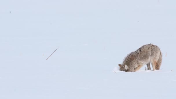 Coyote Den Kanadensiska Vildmarken — Stockvideo