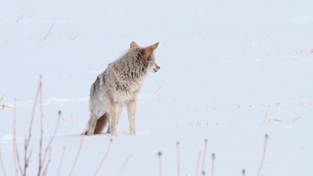 Coyote Den Kanadensiska Vildmarken — Stockvideo