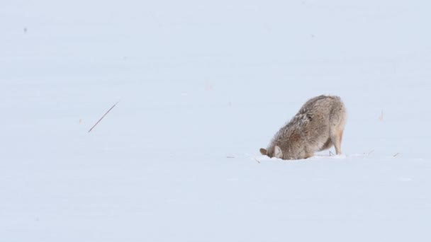 Coyote Nel Deserto Canadese — Video Stock