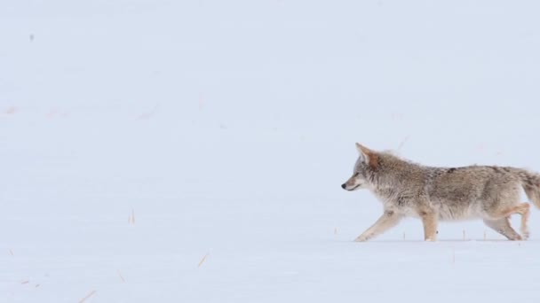 Coiote Deserto Canadense — Vídeo de Stock