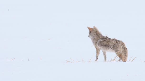 Coyote Den Kanadensiska Vildmarken — Stockvideo