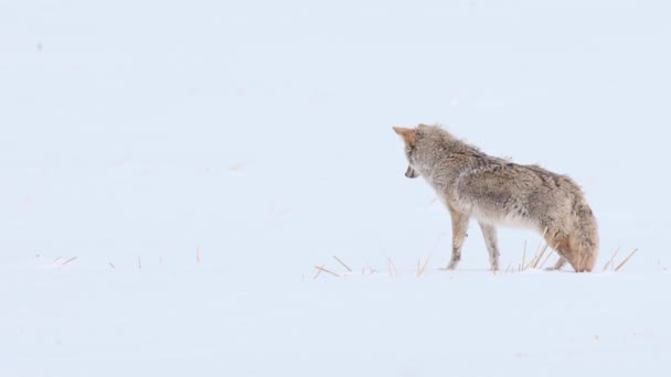 Coyote Padang Gurun Kanada — Stok Video