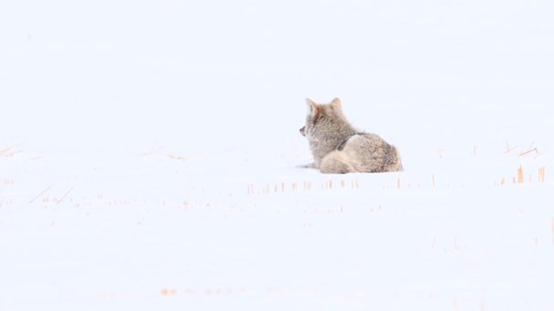 Coyote Desierto Canadiense — Vídeo de stock