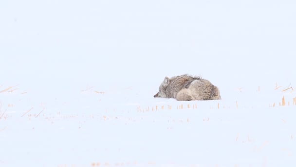 加拿大荒原上的狼 — 图库视频影像