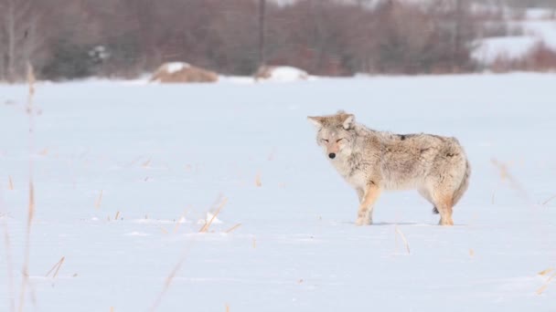 Coiote Deserto Canadense — Vídeo de Stock