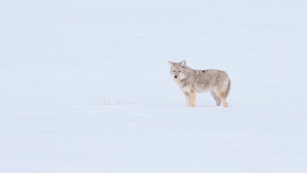 Coyote Den Kanadensiska Vildmarken — Stockvideo
