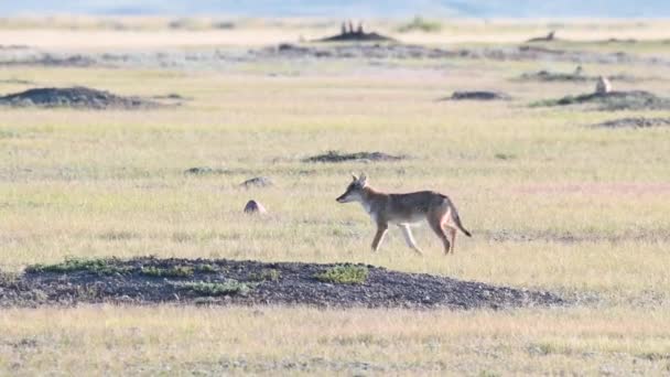Coyote Nel Deserto Canadese — Video Stock