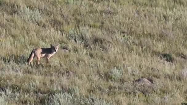 Coyote Den Kanadensiska Vildmarken — Stockvideo