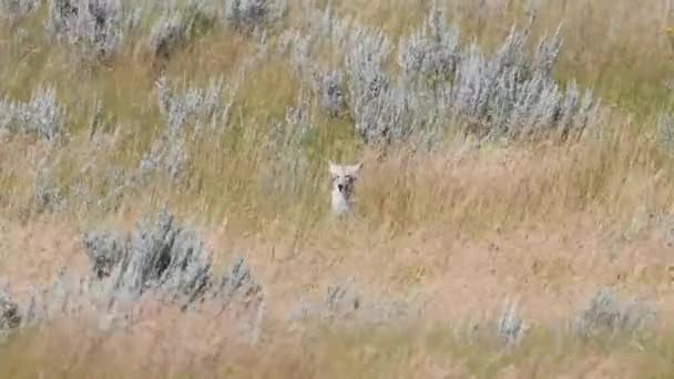 Kojote Der Kanadischen Wildnis — Stockvideo