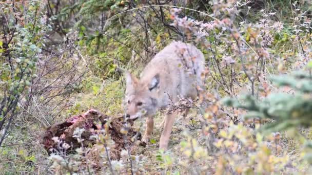 Coyote Canadian Wilderness — Stock Video
