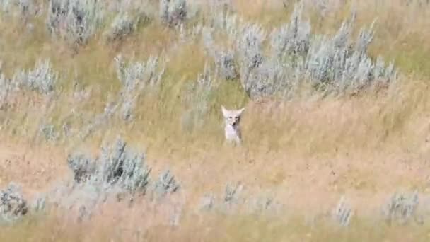 Coyote Den Kanadensiska Vildmarken — Stockvideo