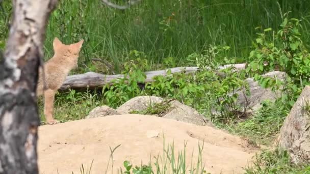 Kanada Nın Vahşi Doğasında Çakal — Stok video