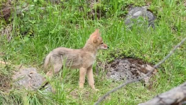 Coyote Den Kanadensiska Vildmarken — Stockvideo