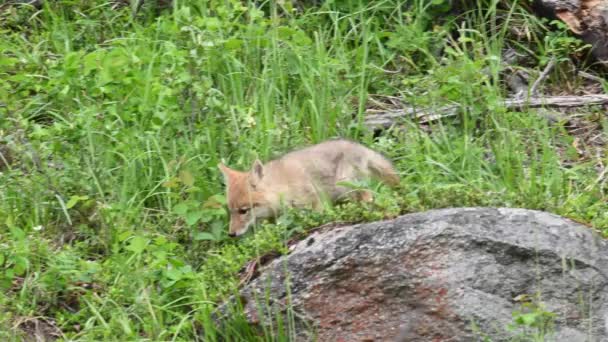 Coyote Den Kanadensiska Vildmarken — Stockvideo