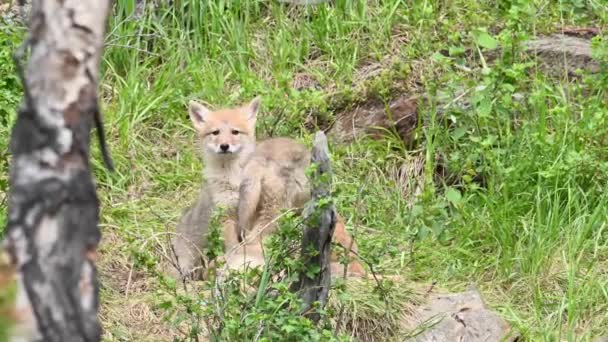 Kojote Der Kanadischen Wildnis — Stockvideo