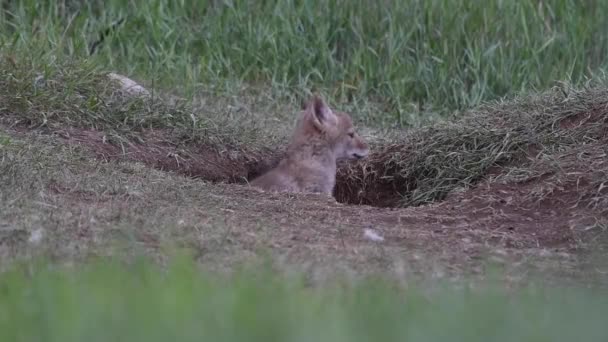 Coyote Desierto Canadiense — Vídeo de stock