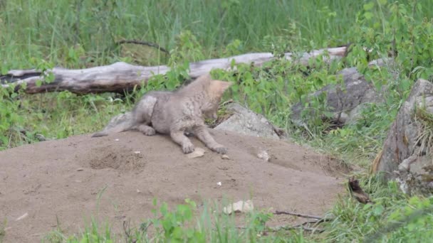 Coyote Den Kanadensiska Vildmarken — Stockvideo