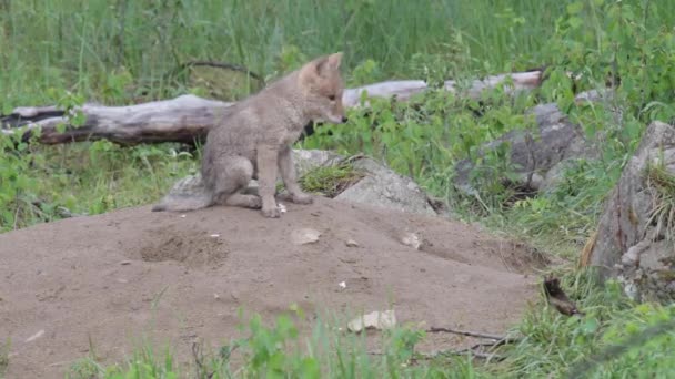 Coyote Nel Deserto Canadese — Video Stock