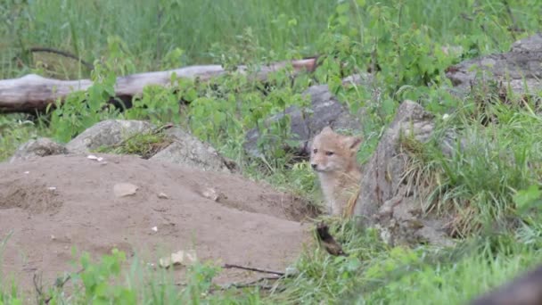 Kojote Der Kanadischen Wildnis — Stockvideo