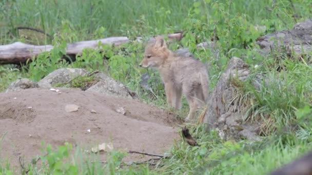 Coyote Nel Deserto Canadese — Video Stock